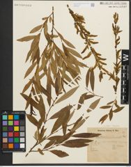 Foto von Salix triandra L.